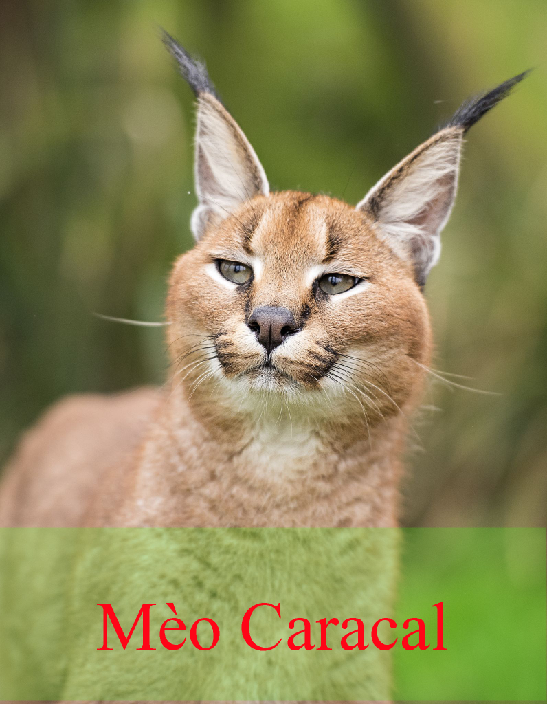 Linh miêu mèo Caracal